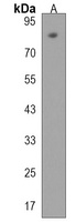 TBC1D10B Antibody