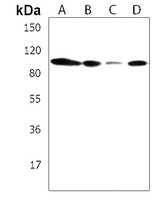 ZNF41 Rabbit Polyclonal Antibody