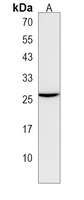 COMMD9 Antibody