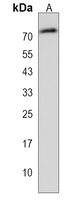 NAP1L3 Antibody