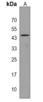 MTRF1 Rabbit Polyclonal Antibody