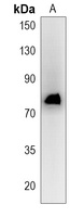 ABLIM3 Rabbit Polyclonal Antibody