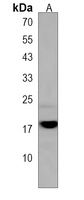 CACFD1 Antibody