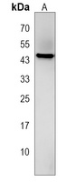 FAM43A Antibody