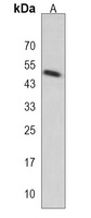 KCTD13 Antibody