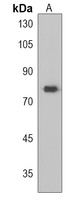RRN3 Rabbit Polyclonal Antibody