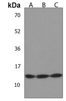 MT-ND4L Antibody