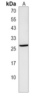 TRAT1 Antibody