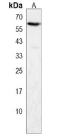 PAF1 Rabbit Polyclonal Antibody