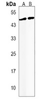 RASSF7 Rabbit Polyclonal Antibody