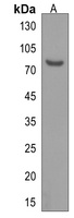 GPR149 Rabbit Polyclonal Antibody
