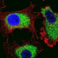 PTTG2 Antibody