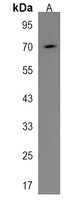 ARHGEF6 Antibody