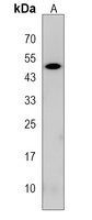 KPTN Antibody