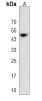 Cyclin G2 Rabbit Polyclonal Antibody