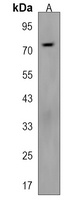 MED16 Rabbit Polyclonal Antibody