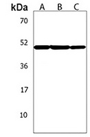 SOX8 Antibody