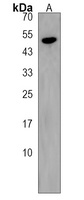 PRSS16 Rabbit Polyclonal Antibody
