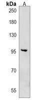 CCDC141 Antibody