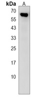 ZBTB46 Antibody
