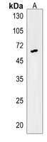 GRHL3 Rabbit Polyclonal Antibody