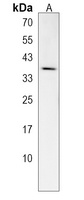 RFNG Rabbit Polyclonal Antibody