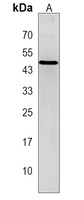 RAD52 Antibody