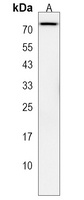 Glypican 2 Rabbit Polyclonal Antibody