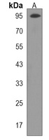 GNL2 Antibody