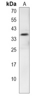 SNAPC2 Antibody