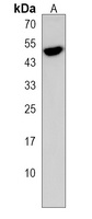 Siglec 14 Rabbit Polyclonal Antibody