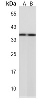 BOLL Antibody