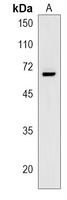 Siglec 11 Rabbit Polyclonal Antibody