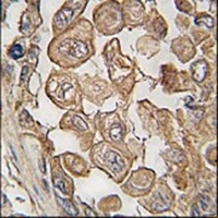 Siglec 11 Rabbit Polyclonal Antibody