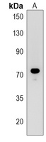 Siglec 10 Rabbit Polyclonal Antibody
