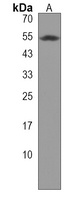 C6orf211 Rabbit Polyclonal Antibody