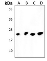 CD84-H1 Antibody