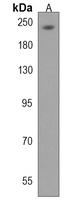 KIDINS220 Rabbit Polyclonal Antibody