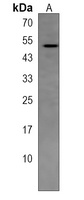 CD327 Antibody
