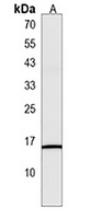 MSGN1 Antibody