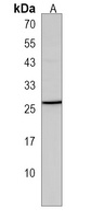 APRG1 Rabbit Polyclonal Antibody