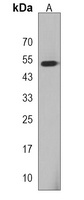 PBX2 Antibody
