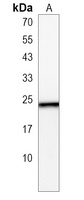 HPCA Antibody