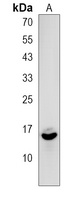 EIF1B Antibody