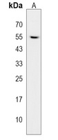 RAP55A Antibody