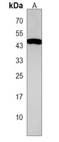 c-Mos Rabbit Polyclonal Antibody