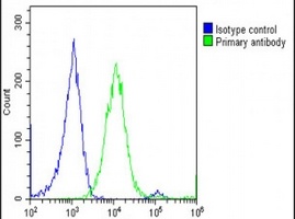 Anti-CNOT4 Antibody