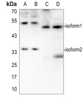 E2F3 Rabbit Polyclonal Antibody