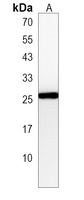 Synbindin Rabbit Polyclonal Antibody