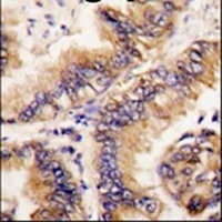 Synbindin Rabbit Polyclonal Antibody